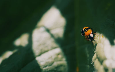 Close-up of ladybug on leaf