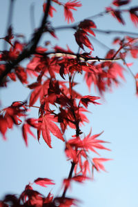 Close-up of red autumn leaves on twig against sky