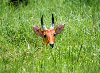 Close-up portrait of deer on grass