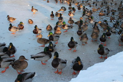 High angle view of birds in lake