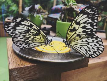 Close-up of butterfly perching on yellow flower