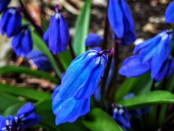 Close-up of purple flowers blooming