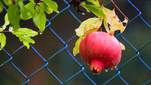 Pomegranate after rain in front of a blue fence