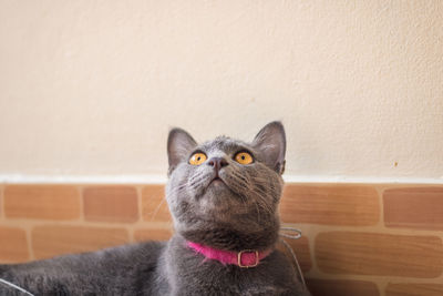 Close-up portrait of a cat on wall