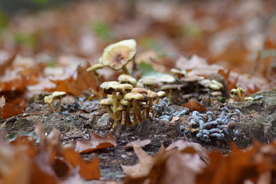 Close-up of mushroom growing on field