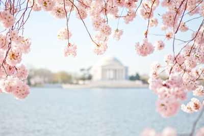 Pink cherry blossoms in washington dc