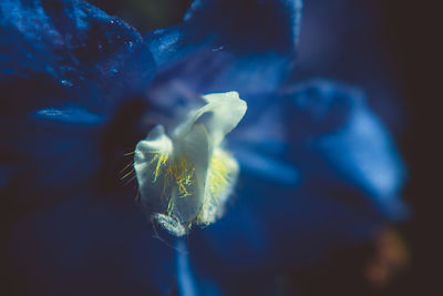 Close-up of blue flowering plant