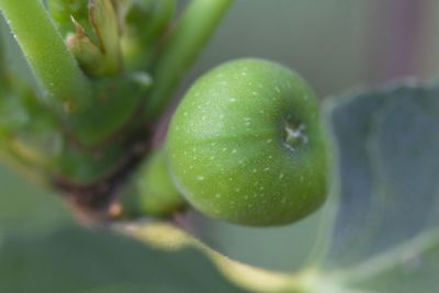 Close-up of fruits on tree