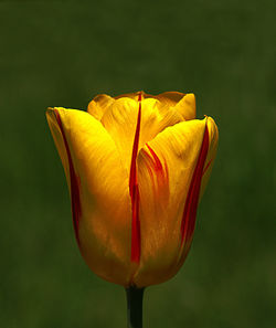 Close-up of yellow tulip