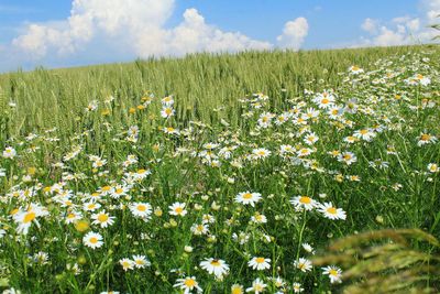 View of flowering plants on field