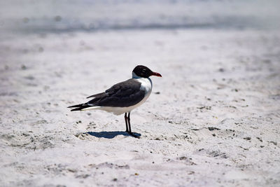 Close-up of bird perching on sand