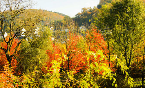 View of trees in autumn