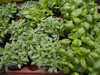 Close-up of plants