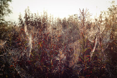 Close-up of plant growing on field