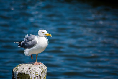 Close-up of seagull perching on wooden post