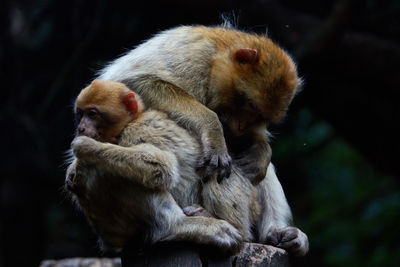 Monkeys sitting outdoors