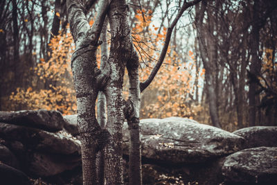 View of trees in forest