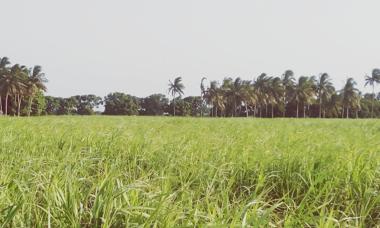 grass, clear sky, field, growth, green color, tree, tranquility, tranquil scene, copy space, landscape, grassy, nature, beauty in nature, scenics, rural scene, agriculture, green, plant, day, outdoors