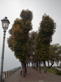 Street light and trees against sky