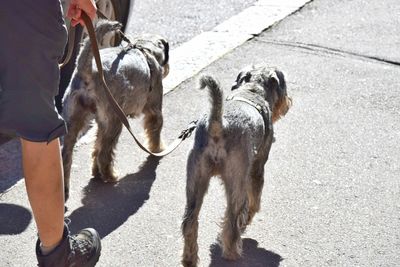 Low section of person with dog on road