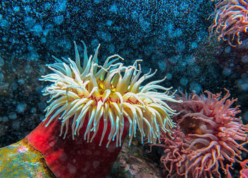 Close-up of coral in sea