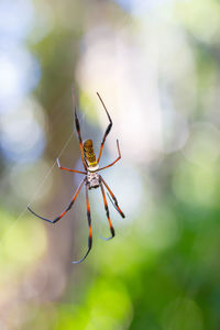 Close-up of spider on web