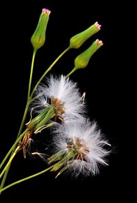 Close-up of flower over black background