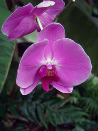 Close-up of pink flower