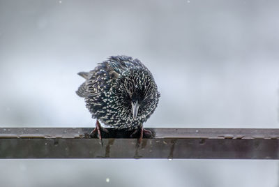 Close-up of bird perching outdoors