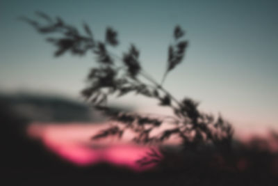 Close-up of pink flowering plant against sky