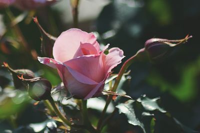 Close-up of pink flowers blooming outdoors