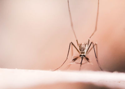 Close-up of spider on wall