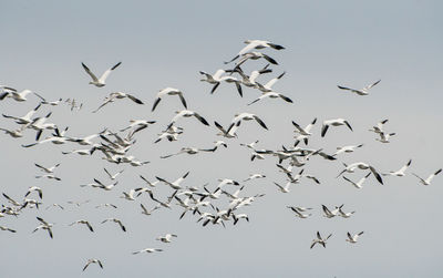 Flock of geese flying