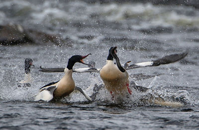 View of birds in water