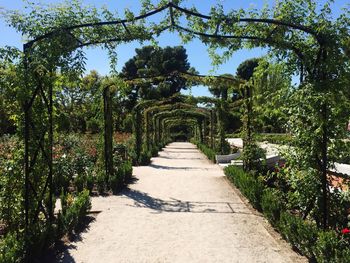 Walkway amidst trees against sky