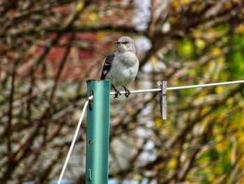 Bird perching on a branch