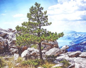 Tree by rocks against sky