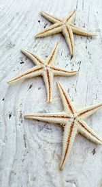 Close-up of starfish on wood