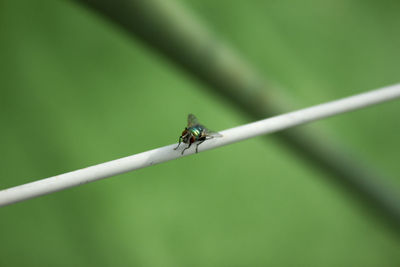 Close-up of insect on leaf