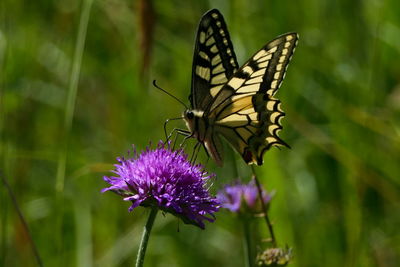 Close-up of butterfly pollinating on purple flower