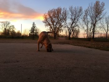 Dog on dirt road against sky during sunset