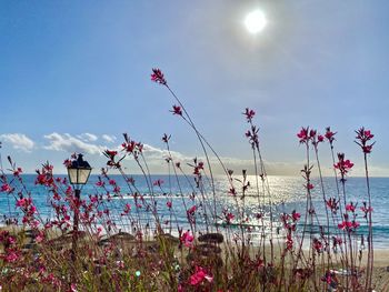 Pink flowering plants by sea against sky