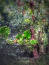 Fresh green plants in moss