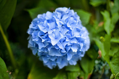 Hydrangea in the village of saint aignan