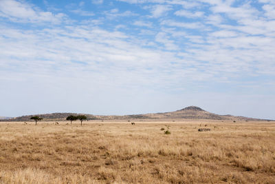 Scenic view of landscape against sky