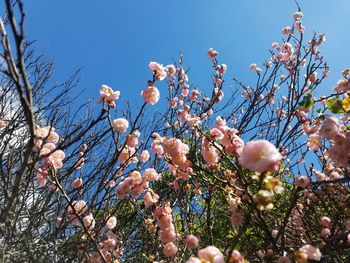 Low angle view of fresh tree against sky