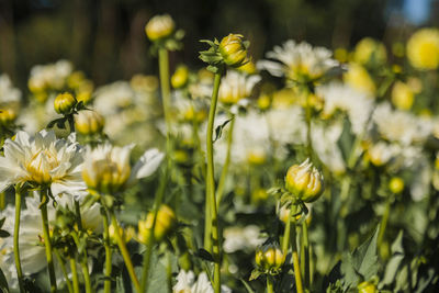 Close-up of yellow flowering plant on field