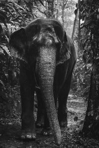 View of elephant in forest