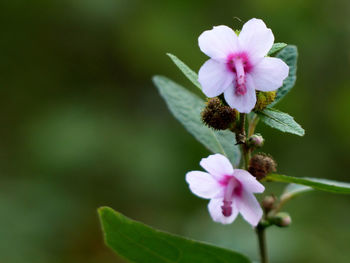Close-up of pink flowers