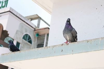 Pigeon perching on railing